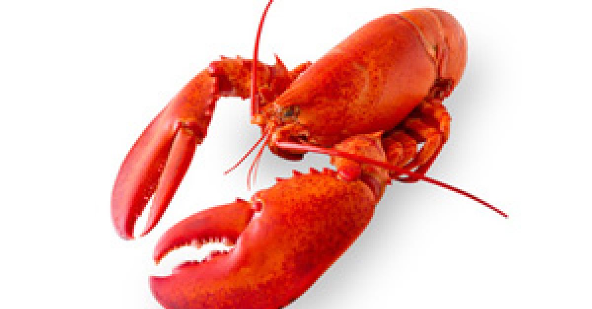 Hummer | EAT SMARTER