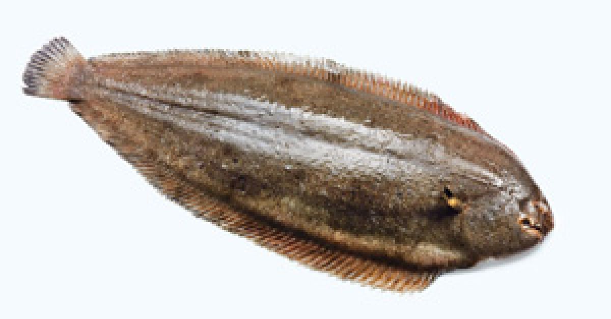 Seezunge EAT SMARTER Seezunge EAT SMARTER